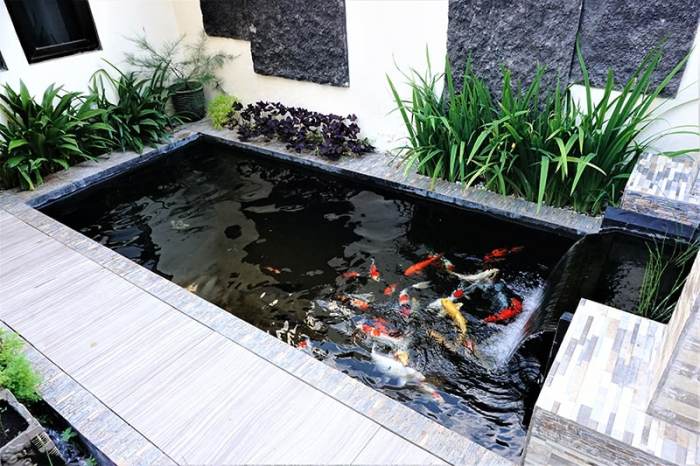 Desain kolam ikan indor samping rumah